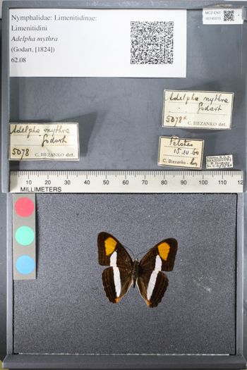 Media type: image;   Entomology 145515